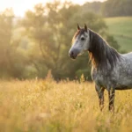 Mare Names